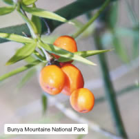 Bunya Mountains National Park