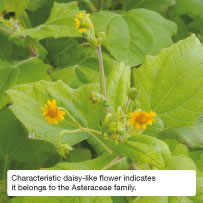 Characteristic daisy-like flower indicates it belongs to the Asteraceae family.