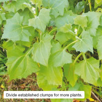 Divide established clumps for more plants.