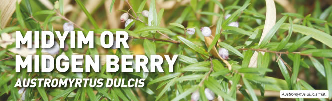 Austromyrtus dulcis fruit.