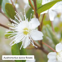 Austromyrtus dulcis flower.