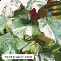 Talipariti tiliaceum ‘Tricolor’