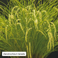 Dendrochilum tenellum