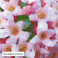 Rondeletia amoena