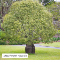 Brachychiton rupestris