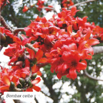 Bombax ceiba