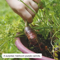 A surprise: heirloom purple carrots.