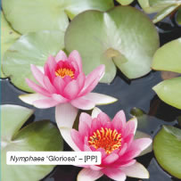 Nymphaea ‘Gloriosa’ – [PP]