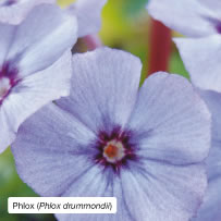 Phlox (Phlox drummondii)
