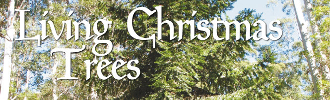 Living Christmas Trees