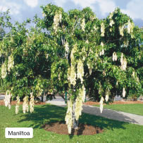 Maniltoa