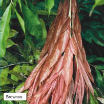 Brownea