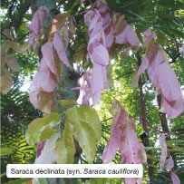 Saraca declinata (syn. Saraca cauliflora)
