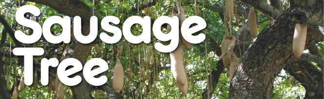 Sausage Tree