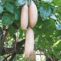 Sausage Tree Fruit