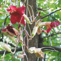 Sausage Tree Flowers