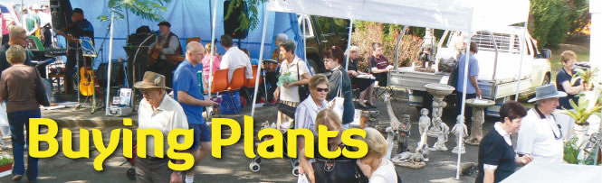 Buying Plants
