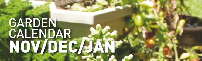 Garden Calendar - NOV/DEC/JAN