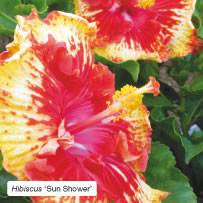 Hibiscus 'Sun Shower'