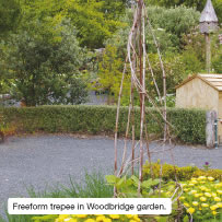 Freeform teepee in Woodbridge garden.