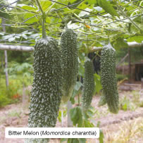 Bitter Melon (Momordica charantia)