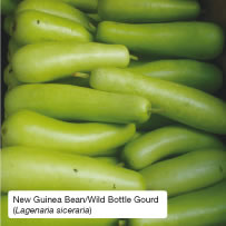 New Guinea Bean/Wild Bottle Gourd (Lagenaria siceraria)