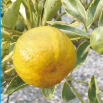 Variegated calamondin