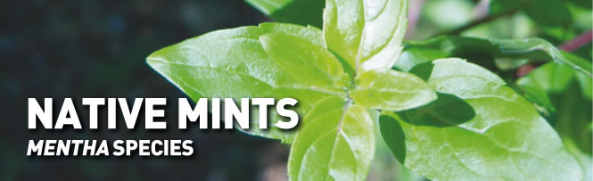 Native Mints - Mentha species