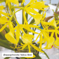Brassophronitis Yellow Bird