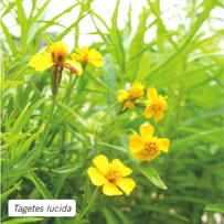 Tagetes lucida