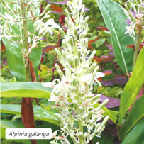 Alpinia galanga
