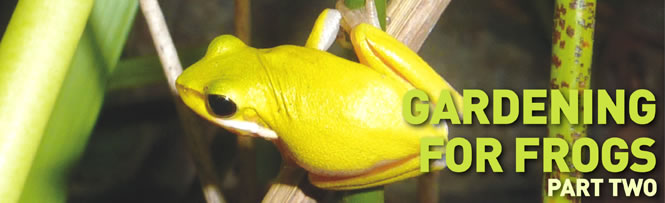 Gardening for Frogs - Part Two