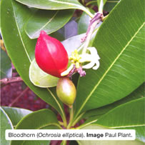 Bloodhorn (Ochrosia elliptica). Image Paul Plant.