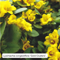 Lysimachia congestiflora ‘Gold Clusters’.