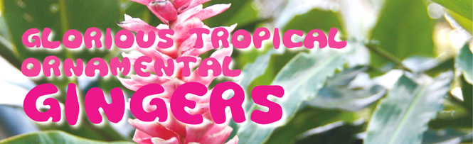 Glorious Tropical Ornamental Gingers Glorious Tropical Ornamental Gingers