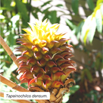 Tapeinochilos densum.