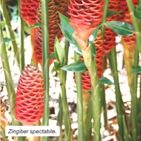 Zingiber spectabile.