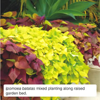 Ipomoea batatas mixed planting along raised garden bed.
