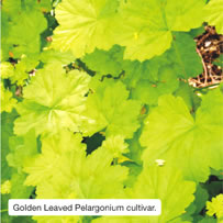 Golden Leaved Pelargonium cultivar.