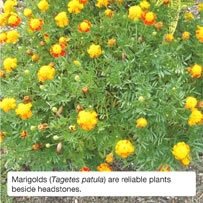 Marigolds (Tagetes patula) are reliable plants beside headstones.