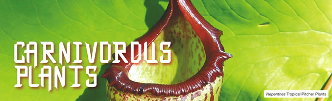 Nepenthes Tropical Pitcher Plants Nepenthes Tropical Pitcher Plants