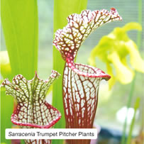 Sarracenia Trumpet Pitcher Plants