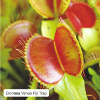 Dionaea Venus Fly Trap