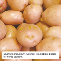 Solanum tuberosum ‘Desiree’ is a popular potato for home gardens.