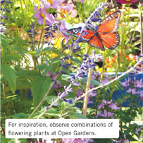 For inspiration, observe combinations of flowering plants at Open Gardens.