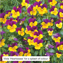 Viola ‘Heartsease’ for a splash of colour.