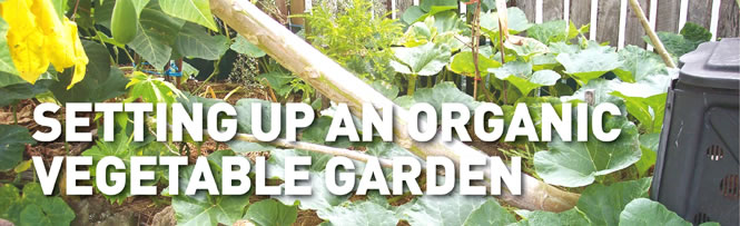 Setting up an organic vegetable garden.