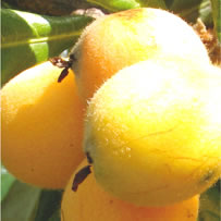 Loquat fruit.