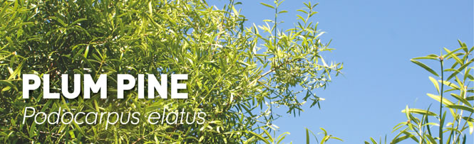 Plum Pine