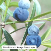 Plum Pine fruit. Image Glenn Leiper.